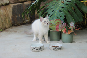 Cat standing beside the pet care range including a cat's food and water bowl set.