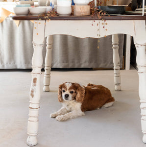 Maria Ceramics studio dog Sammy. Handmade ceramics by Maria Barry on the table.